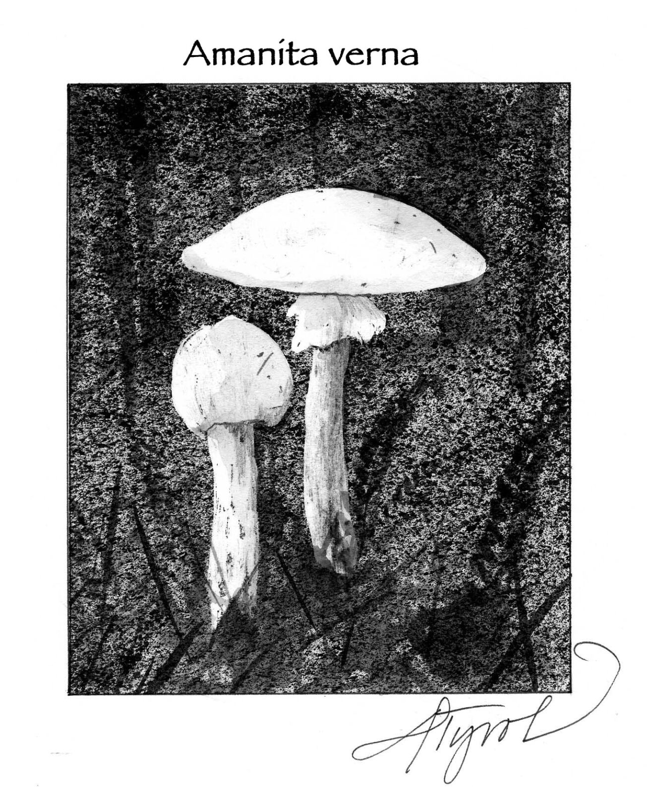 tos - mushrooms